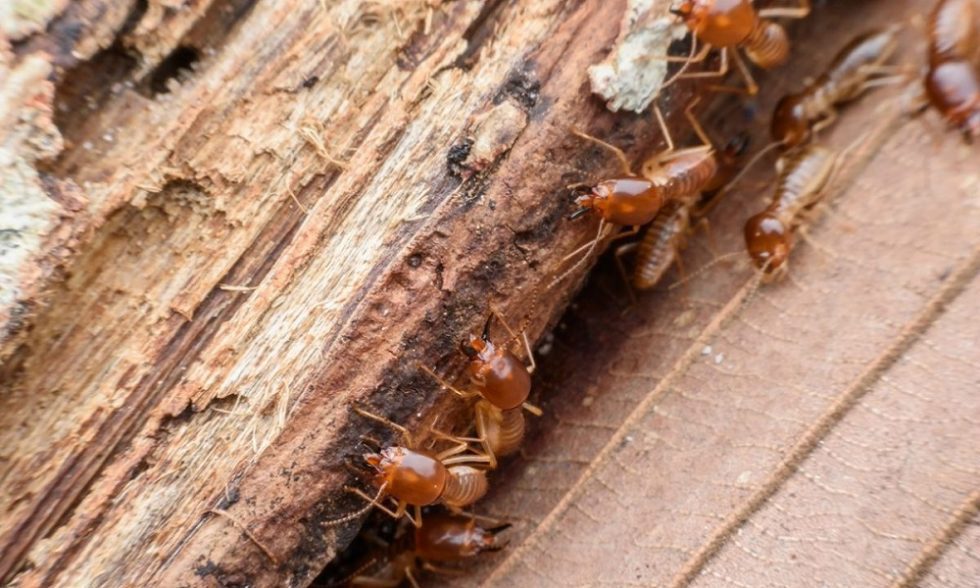 Eliminar termitas en muebles de madera | Detectar