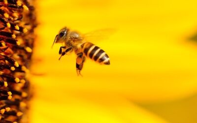 Cera de abeja para muebles