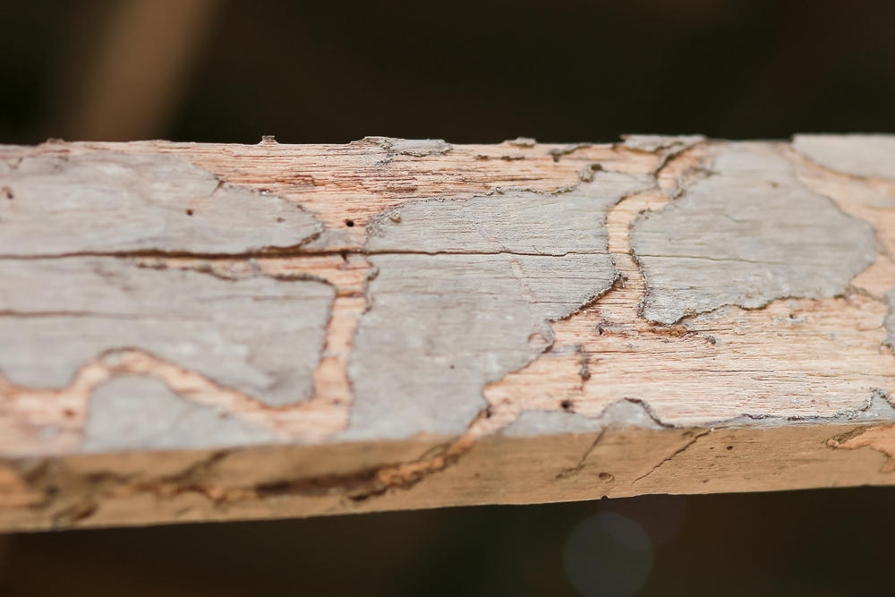 Cómo restaurar madera dañada por el sol